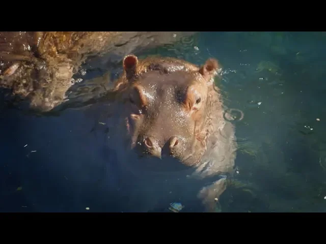 tony tuesday hippo conservation